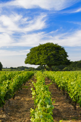 Les vignes